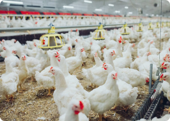Imagem de peças feitas por Fábrica Ferro fundido Brasil - Scotton Fundição